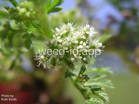 hedgeparsley, knotted